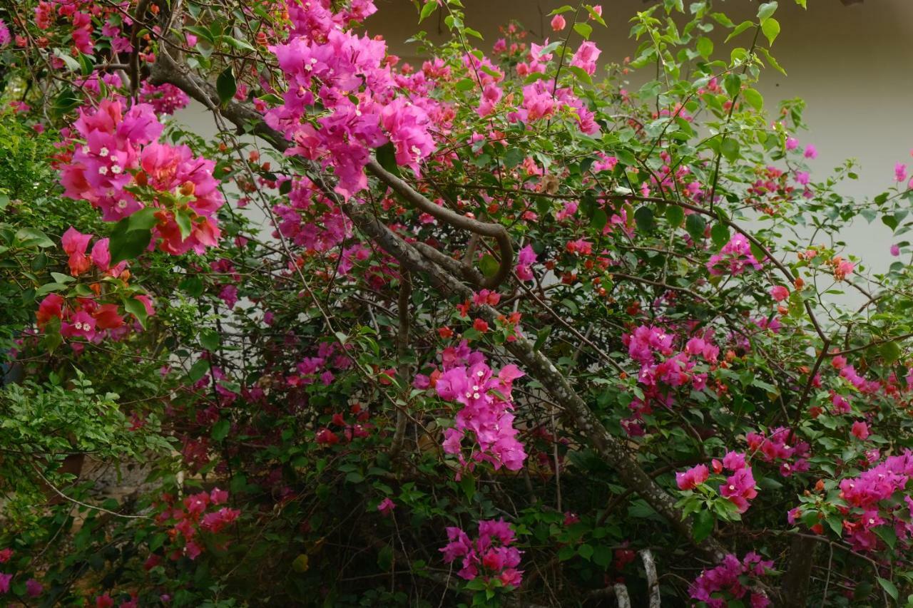Magnolia Pensión Varkala Exterior foto